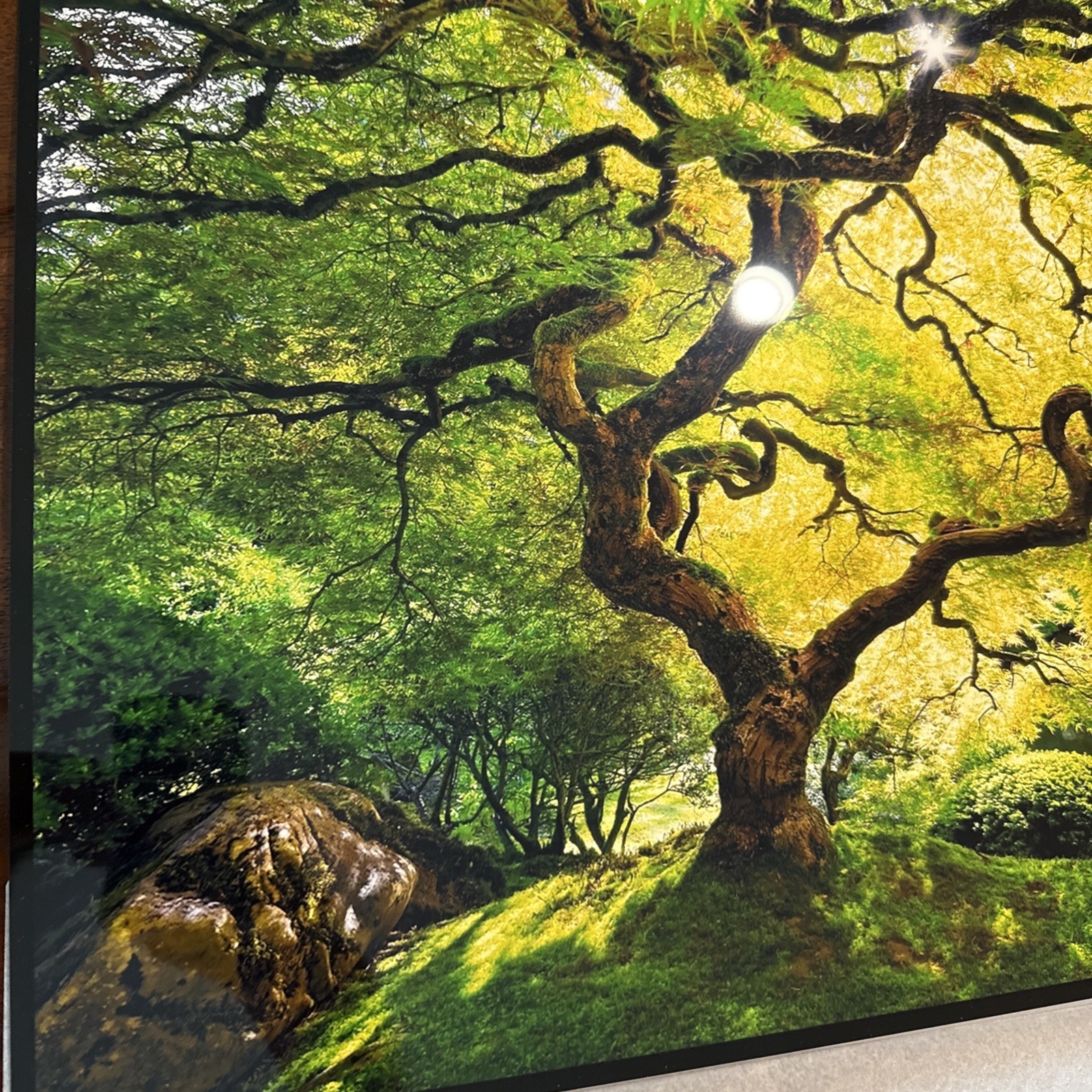 Peter Lik Small Tree Photo Print 24×16 Signed Unframed