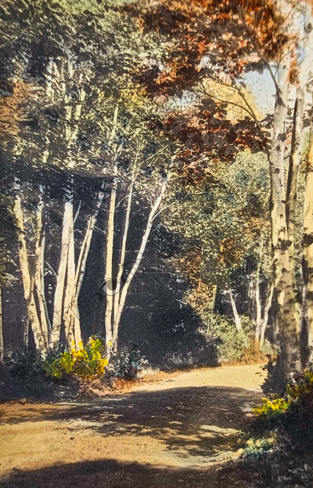 Birch Woods Hand Colored Photo DIGITAL DOWNLOAD Print at Home Wall Decor