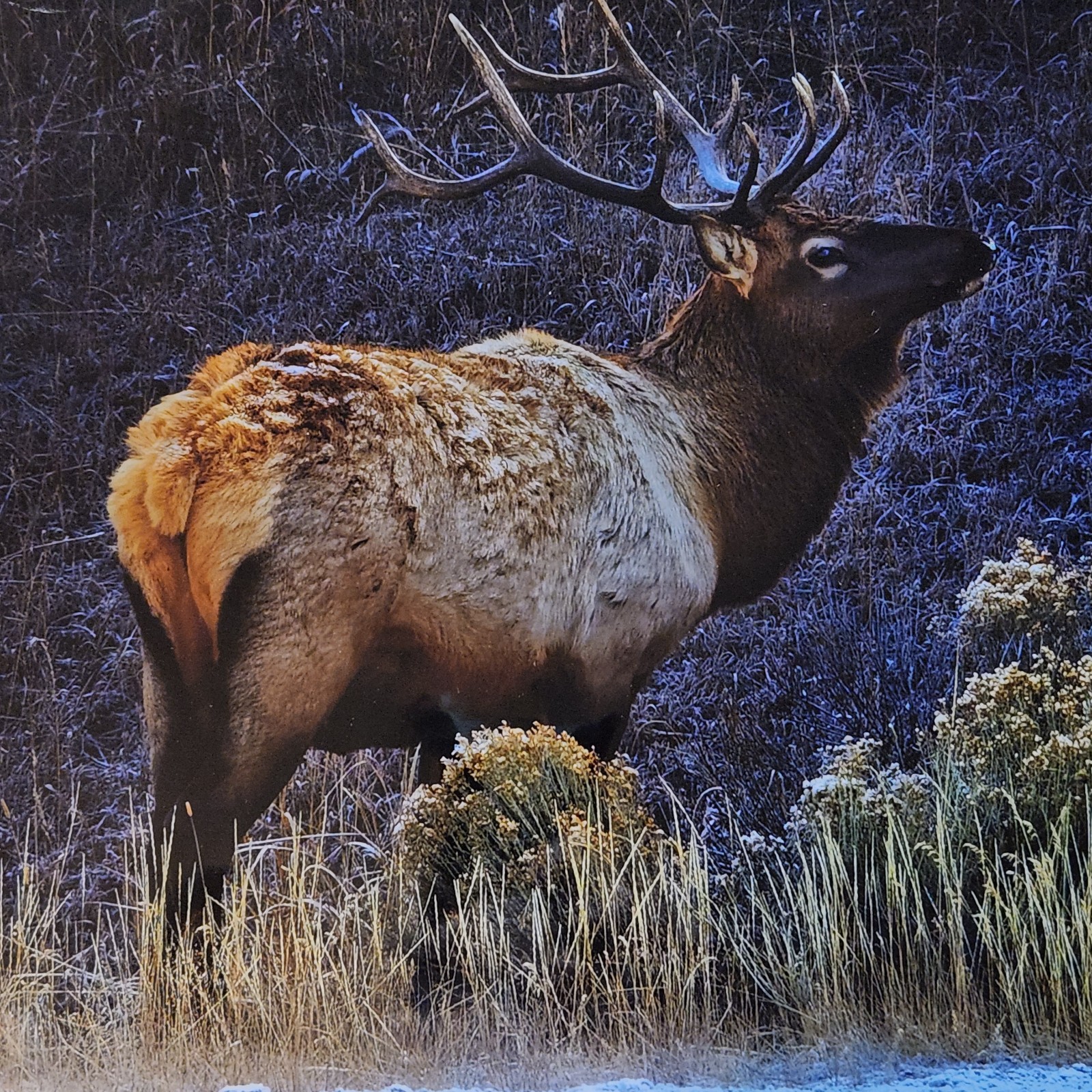 Nature Art Photography – ELK in Yellowstone winter – Signed Wildlife Print
