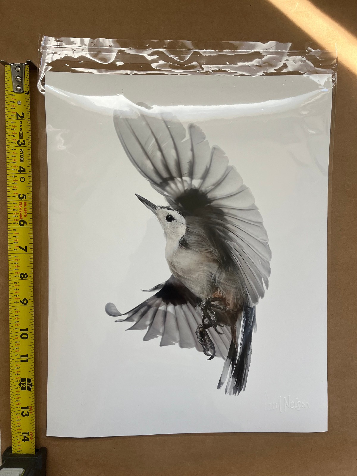 Paul Nelson Photograpy, Wild Birds Flying, White-Breasted Nuthatch