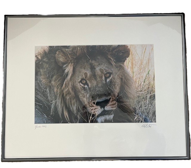 Africa Lion Wall Art Rare Photograph of Lion Africa Art Framed Signed and Dated