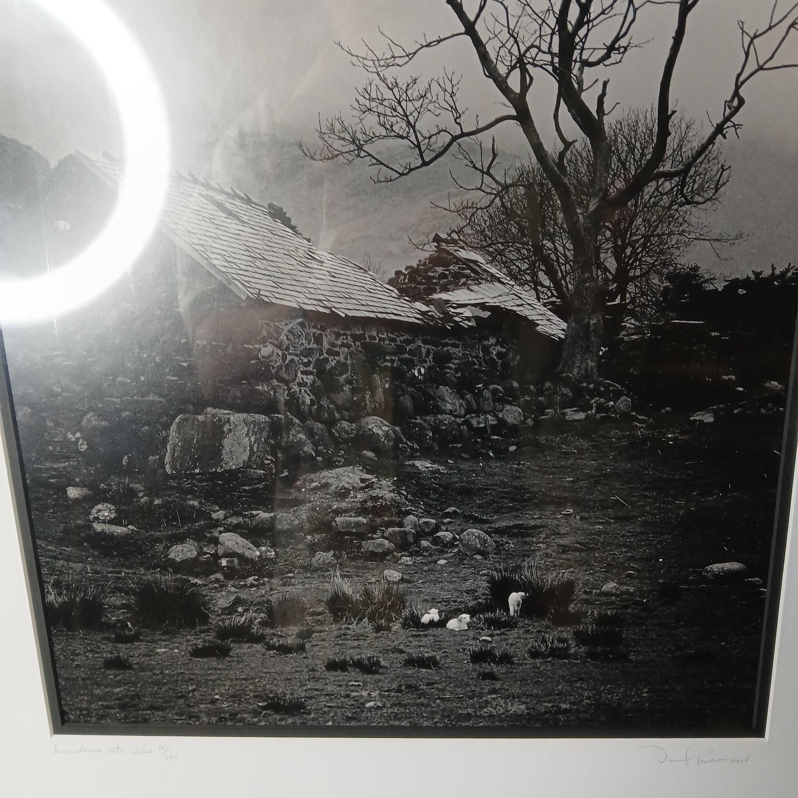 Daniel Powers SIGNED Raven Lambs 2004 Ltd Ed B&W Matted Photo Snowdonia Wales