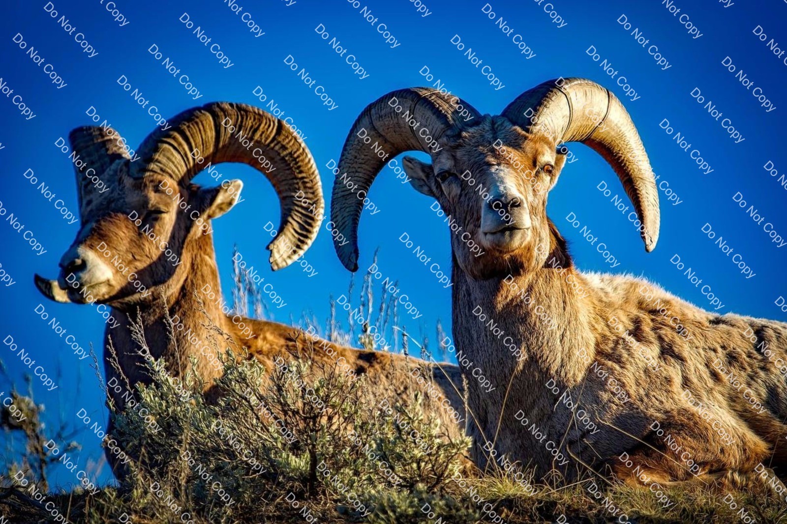 Digital Photo Image Wallpaper Background Bighorn Sheep
