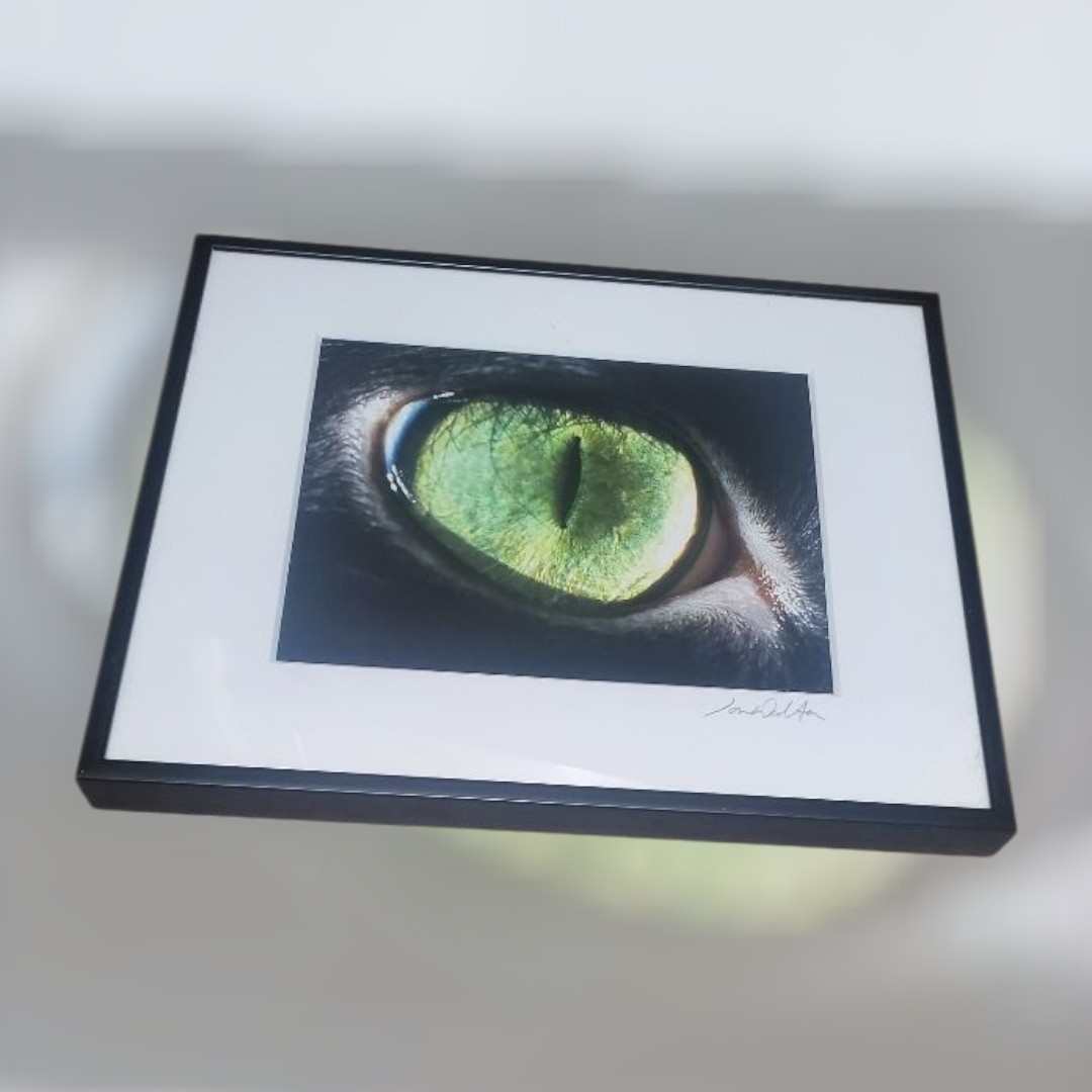 Jon Walton Photography Art Decor Cat Eye Phoebe 8″ X 10″ Pet Fur