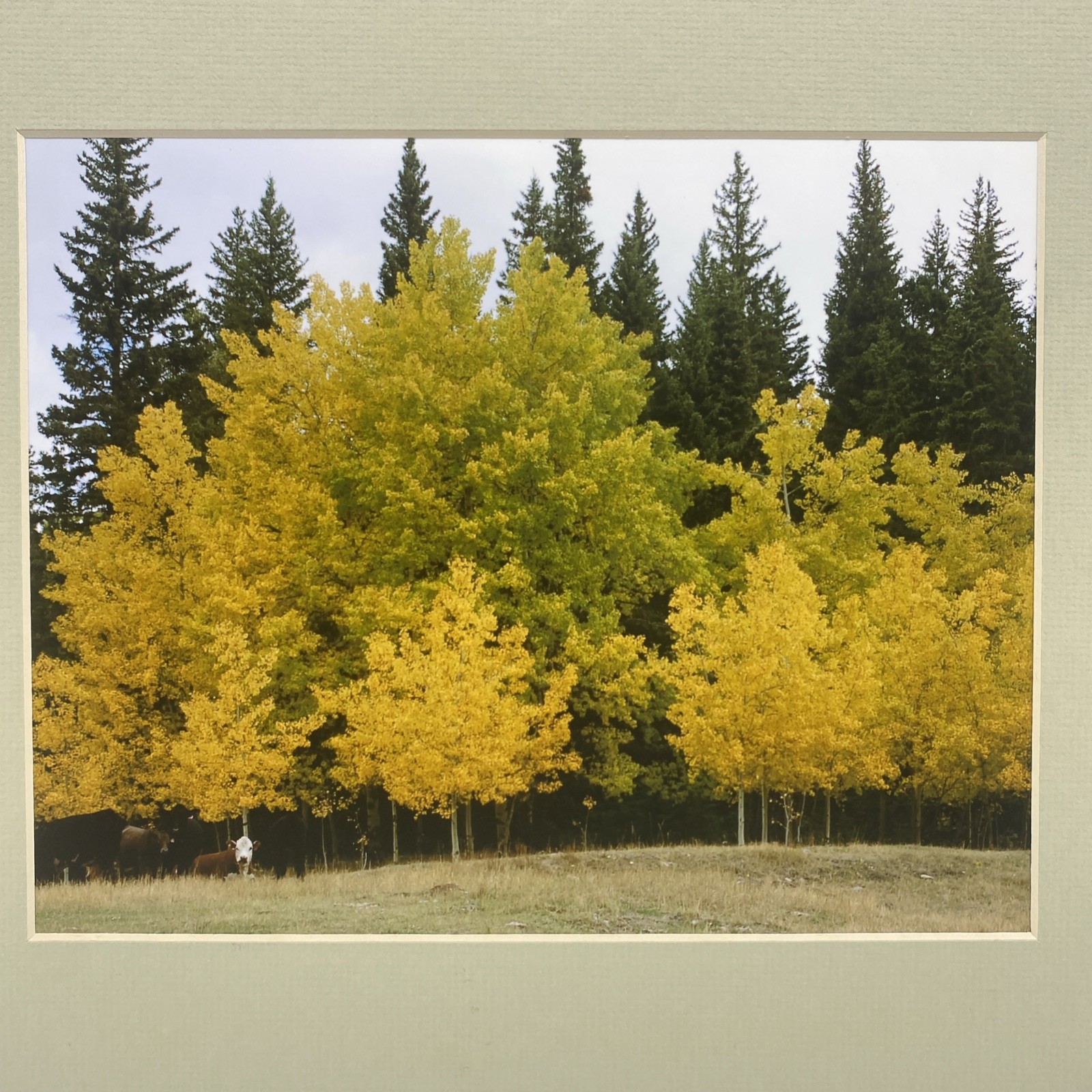 Matted Autumn Forest Landscape Photo Print 11 X 14 Wall Art Gallery Decor