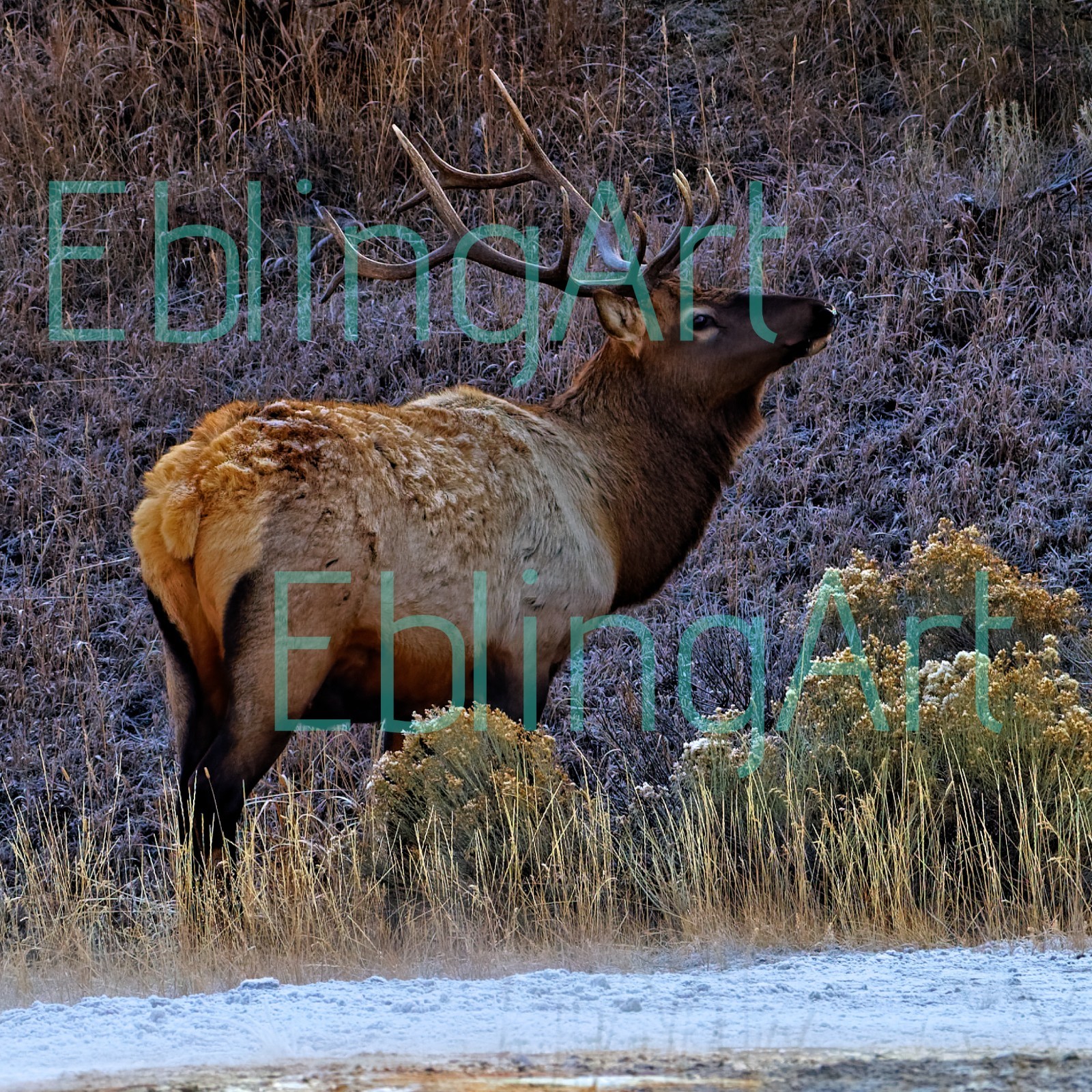 Nature Art Photography – ELK in Yellowstone winter – Signed Wildlife Print