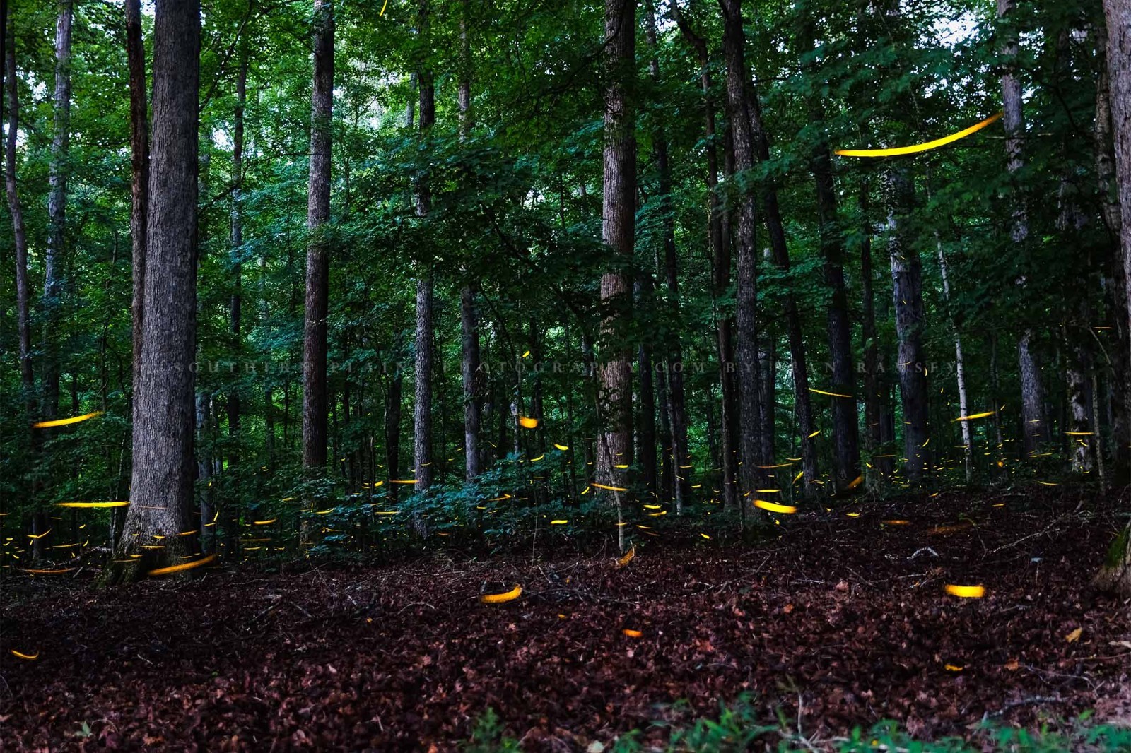 Fireflies Photography Print: Tennessee Lightning Bugs Forest Summer Nature Photo