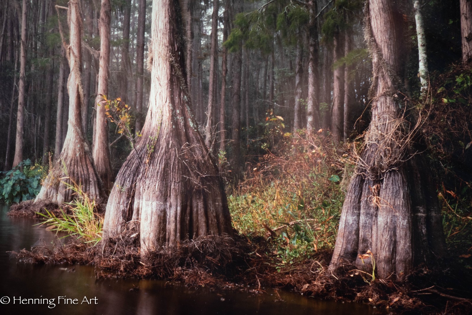 Jeff Ripple Signed Photograph of Misty Florida Cypress Tree Landscape 22×32″