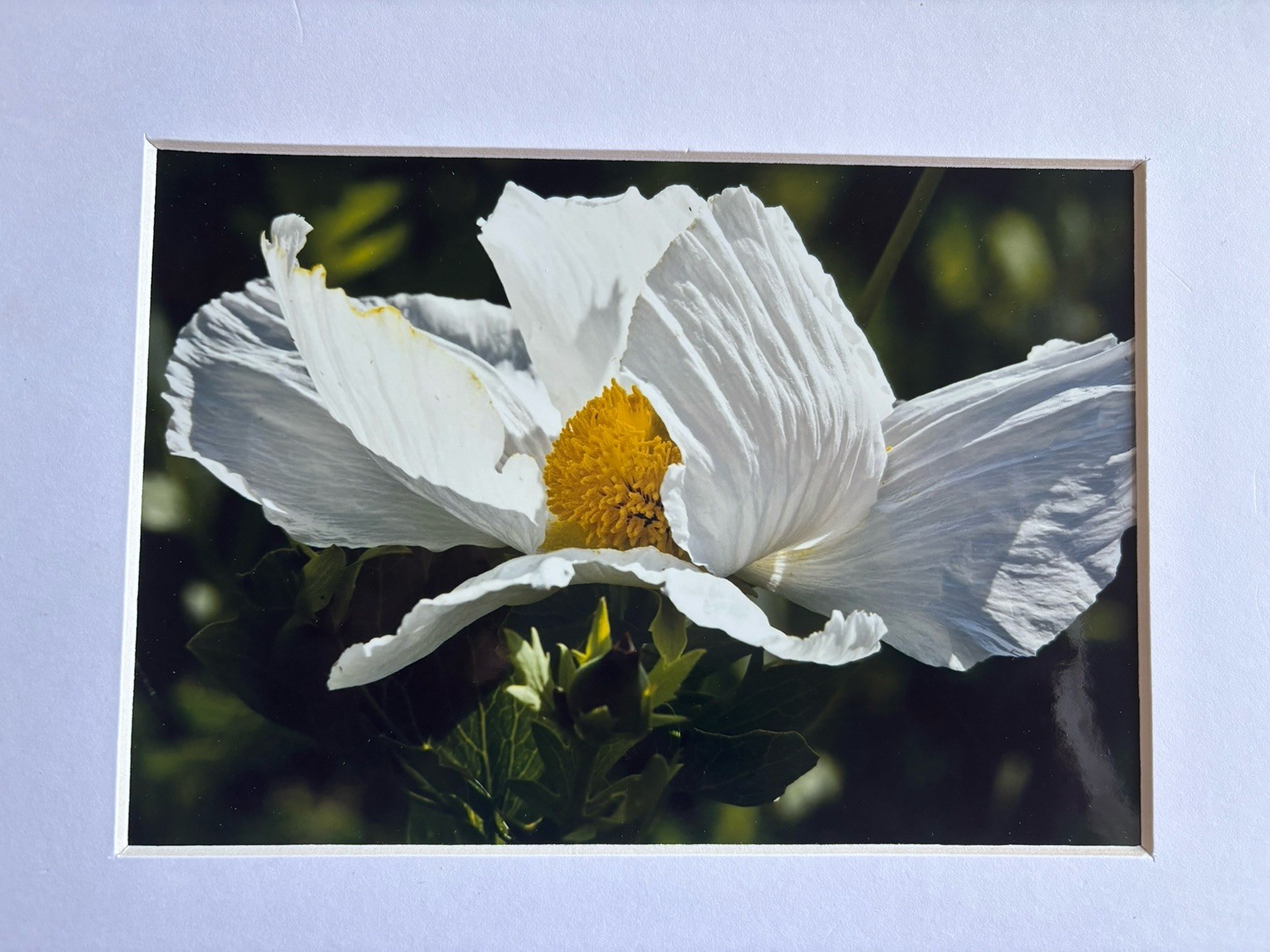 Art Gallery Photograph of Matilija Poppy Flower 5×7 Glossy Photo in 8×10 Matte