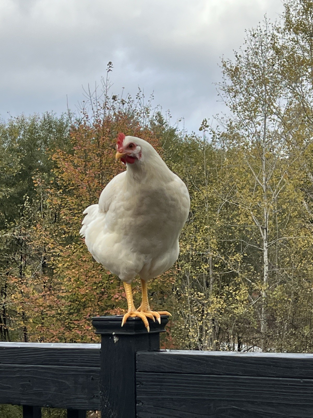 Chicken Hen “Summer” #2 Bird Color Portrait Photograph Animals Nature Original