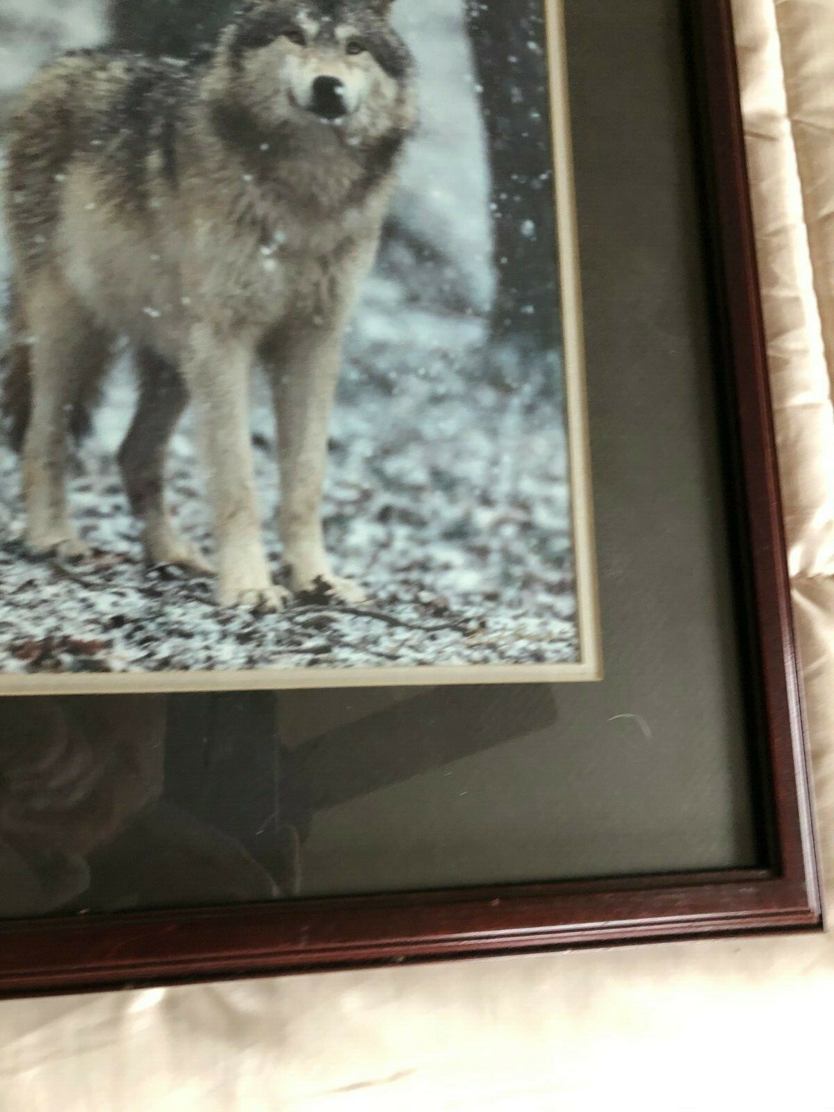 “WOLF EARLY WINTER SNOW” OPEN EDITION FRAMED PHOTOGRAPH BY CHET DOWELL