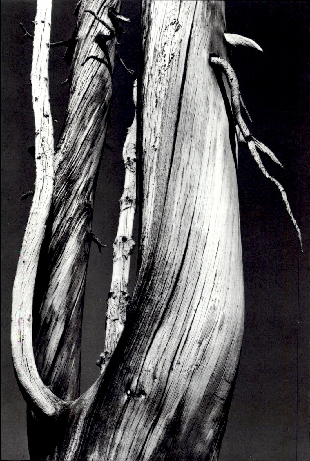1972 1933 Ansel Adams Dead Tree Trunk Dog Lake Yosemite National Park Art Photo