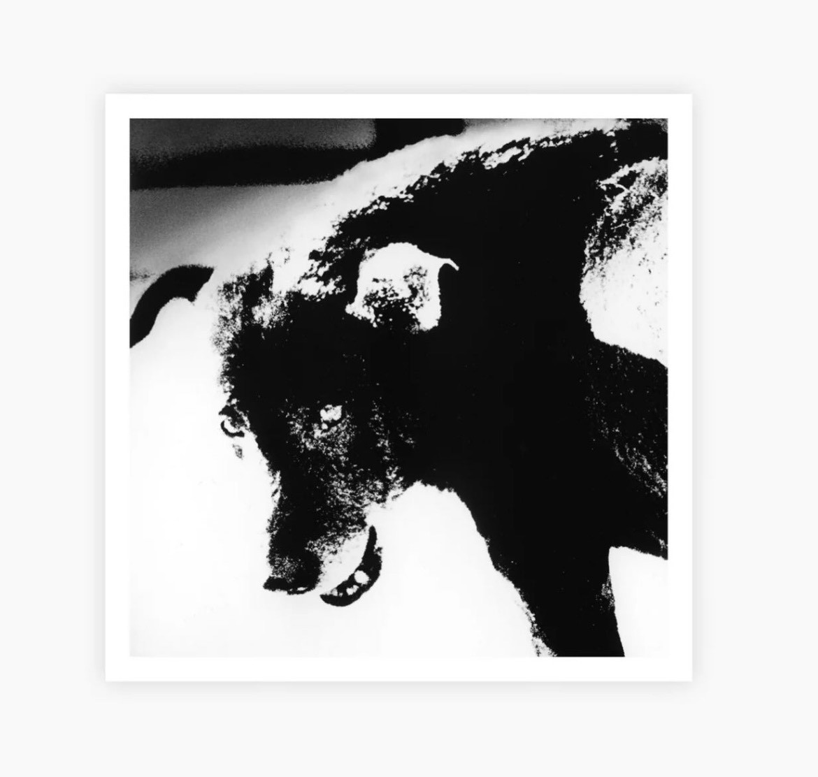 Magnum Square Print by Daido Moriyama: Misawa, Aomori, Japan, 1971 (Signed)
