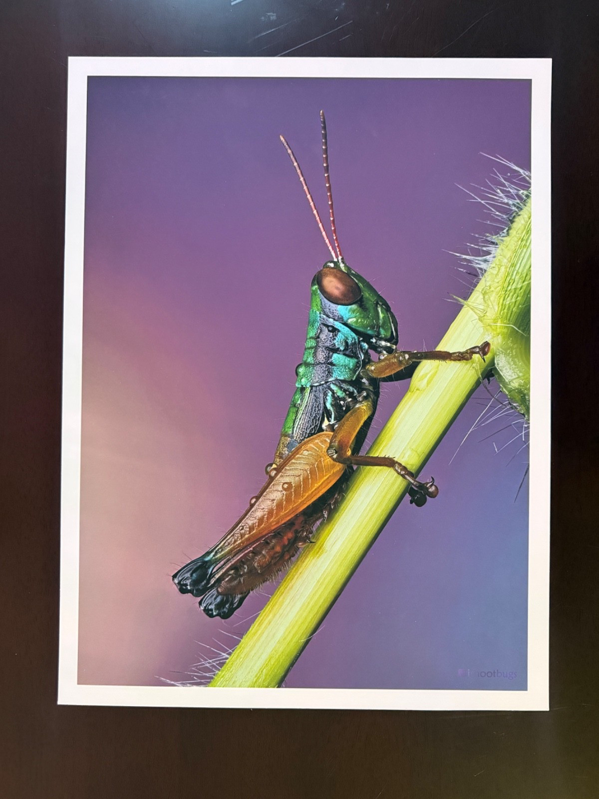 Grasshopper Macro Photography Print 12×16 Moab Entrada Bright Rag Fine Art