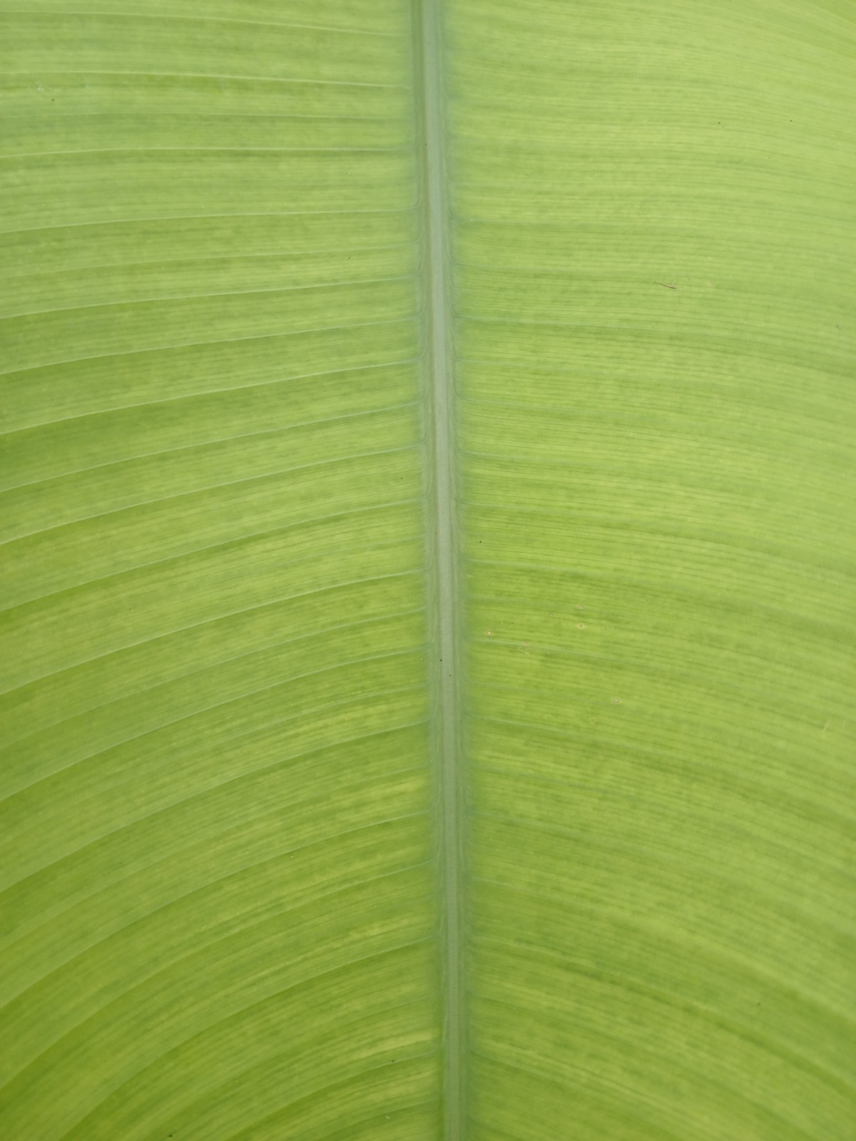 Photograph Green leaves 2 Beautiful Sri Lanka Photo Image Nature Picture Print