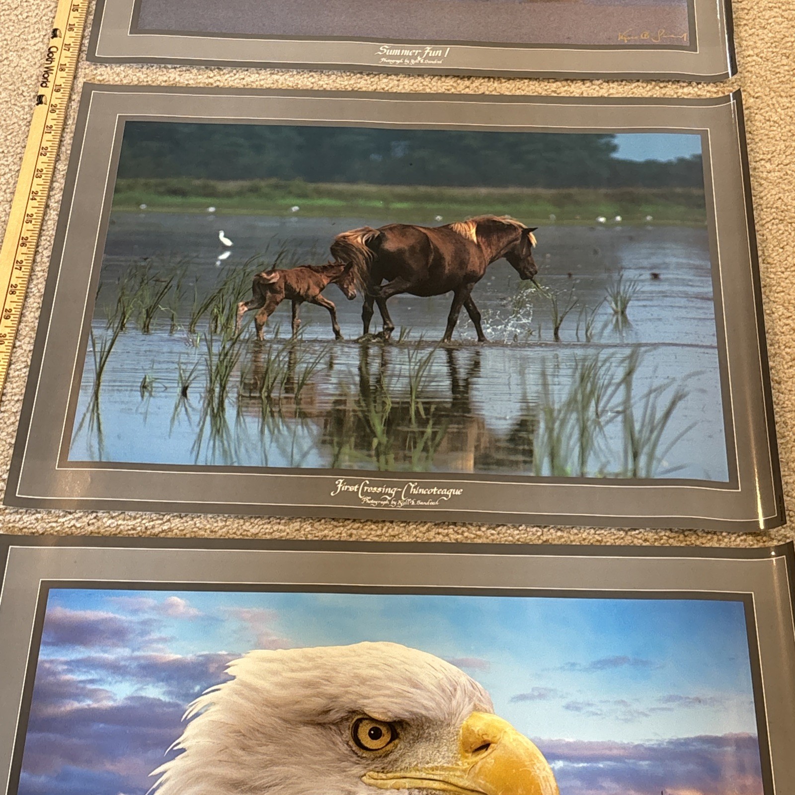 Lot Of 3 Kjell B Sandved Photograph Posters Bald Eagle Wild Horses Penguins