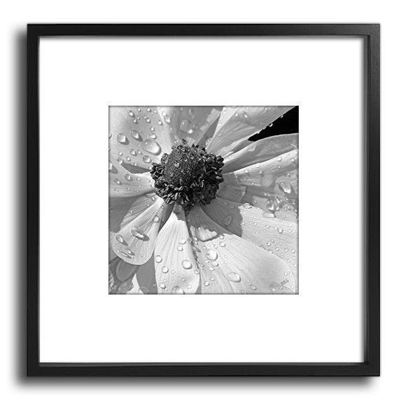 Anemone Poppy In Black And White 12″x12″ Floral Botanical Fine Art Print
