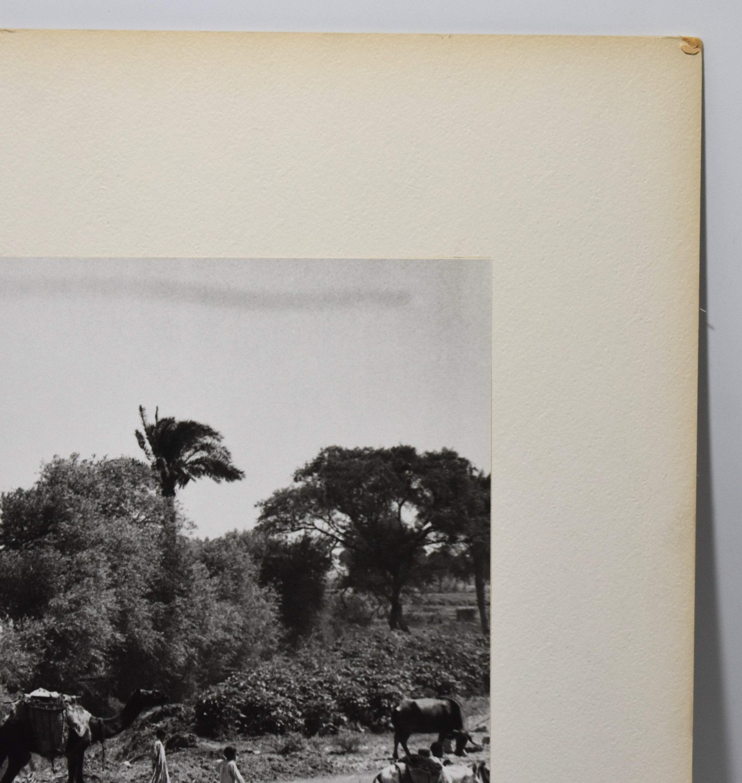 J.W. Howlett Black + white Photograph focusing on a Group of Travelers W/ Camel
