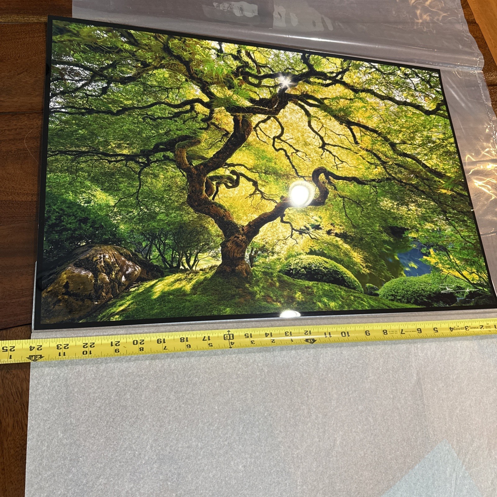 Peter Lik Small Tree Photo Print 24×16 Signed Unframed
