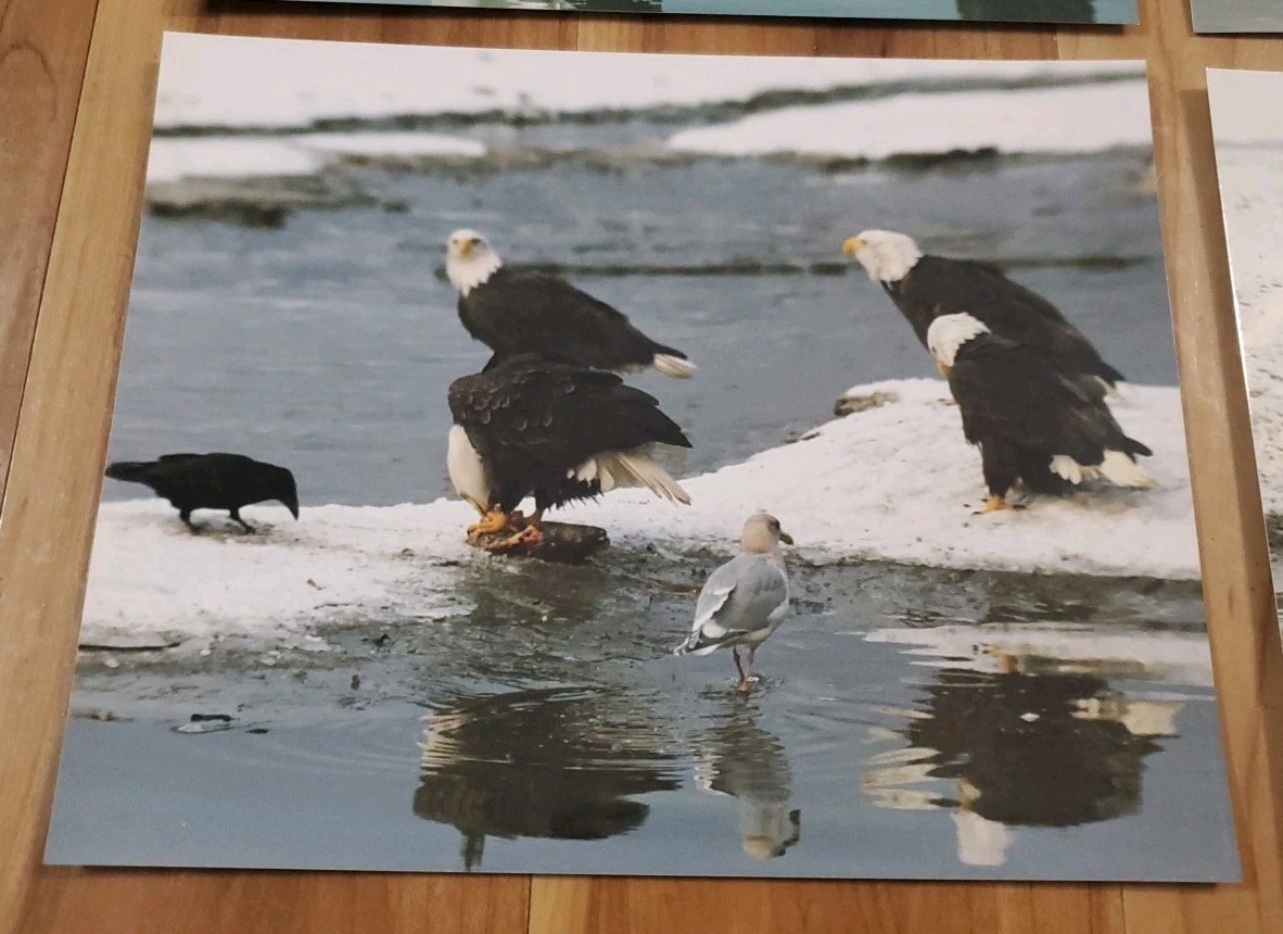 American Bald Eagle Print Pictures Lot of 4 Birds Water Preserve Scenery 8×10