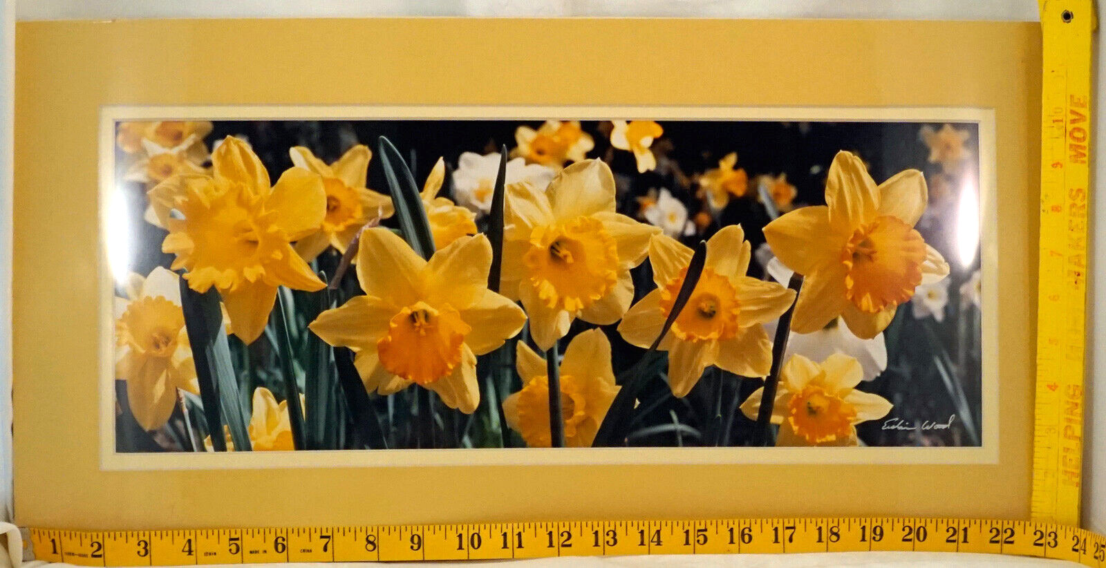 Large Format Photograph Signed Erskine Wood DAFFODILS Double Matted