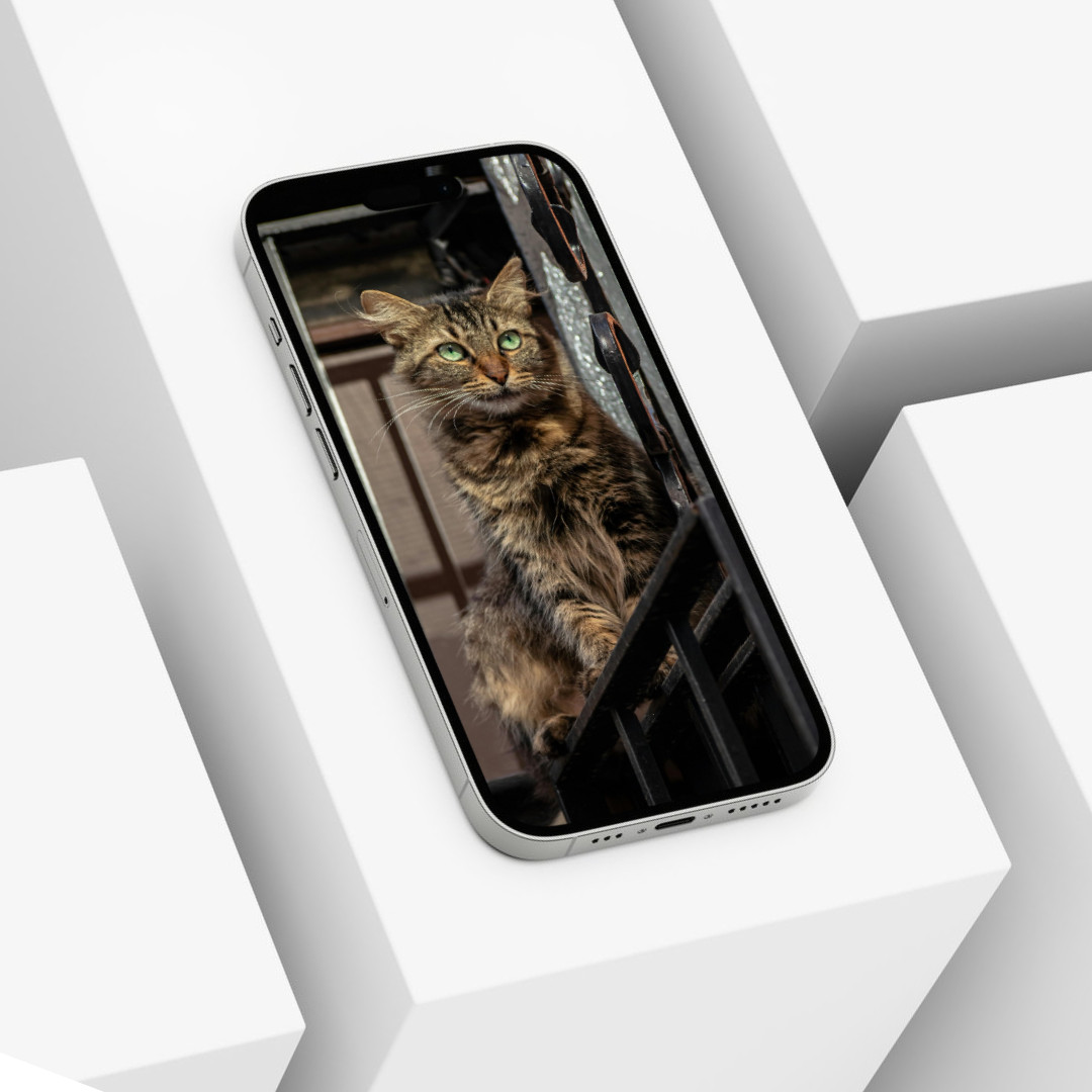 Cute Cat Animal Wallpaper Background Digital Picture, Adorable Pet Friend