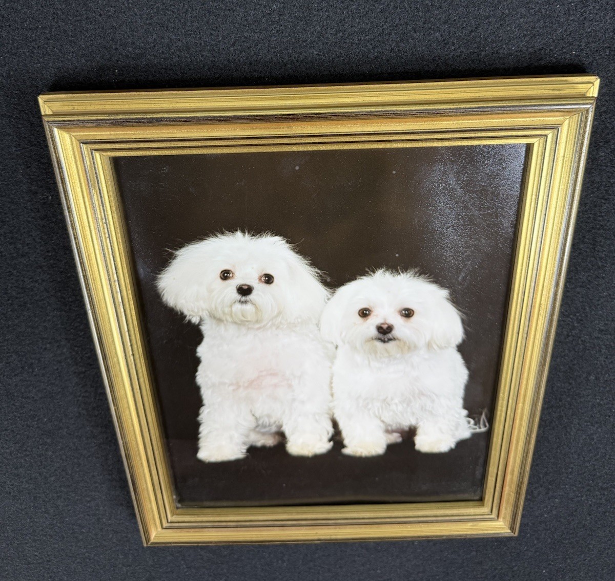 Vtg Original Framed Portrait White Maltese Dogs Gold Color Wood Ready To Hang