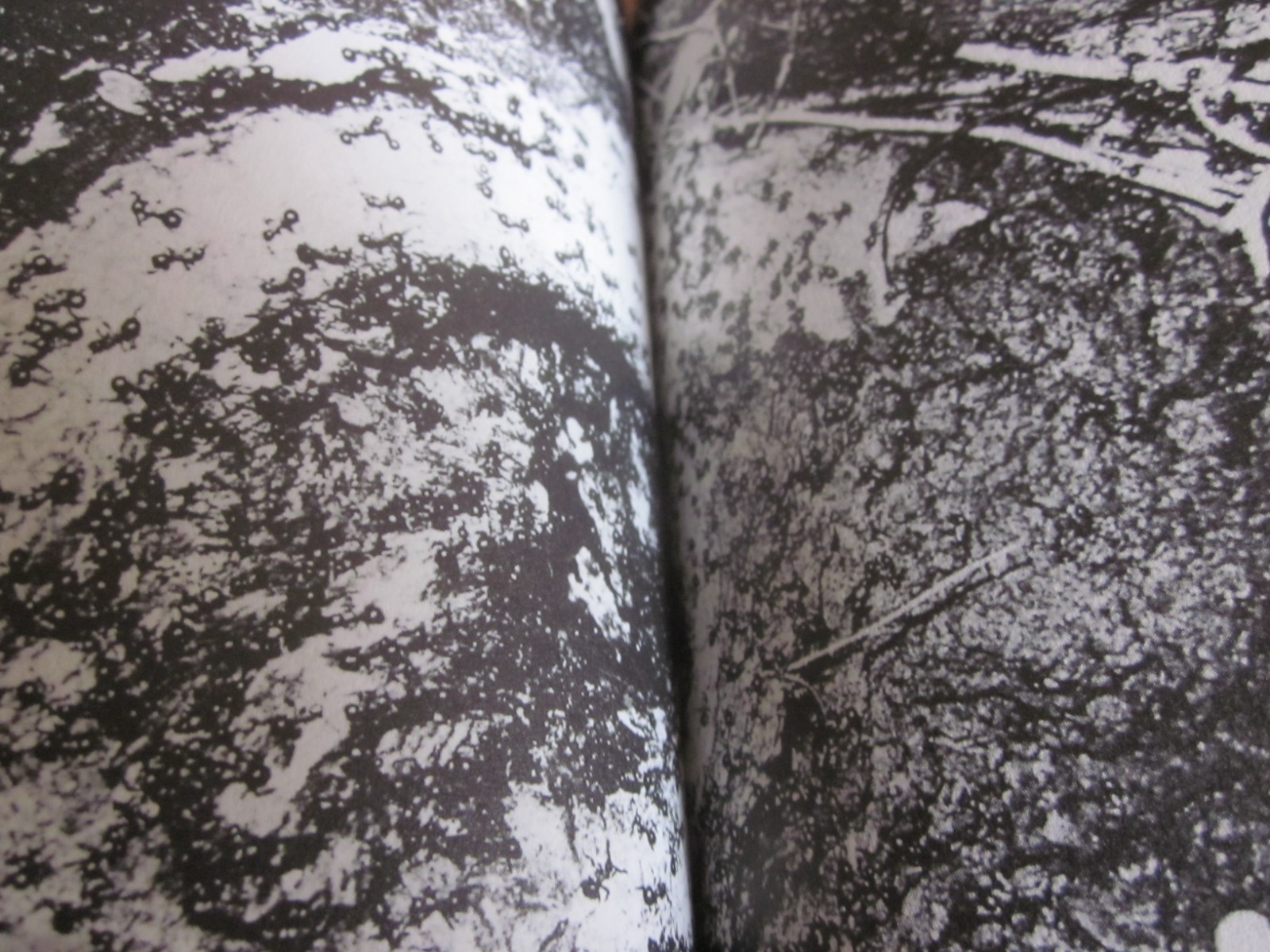 Daido MORIYAMA Photo Book NAKAJI JAPAN 2010 1 st. edition 1 st. print Obi band