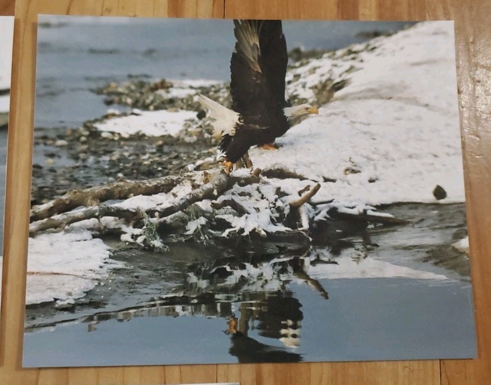 American Bald Eagle Print Pictures Lot of 3 Standing Nature Preserve Water 8×10