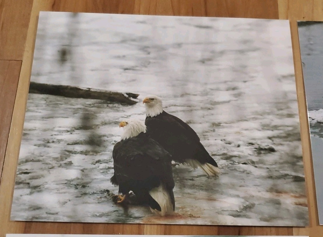 American Bald Eagle Print Pictures Lot of 4 Water Nature Preserve 8×10