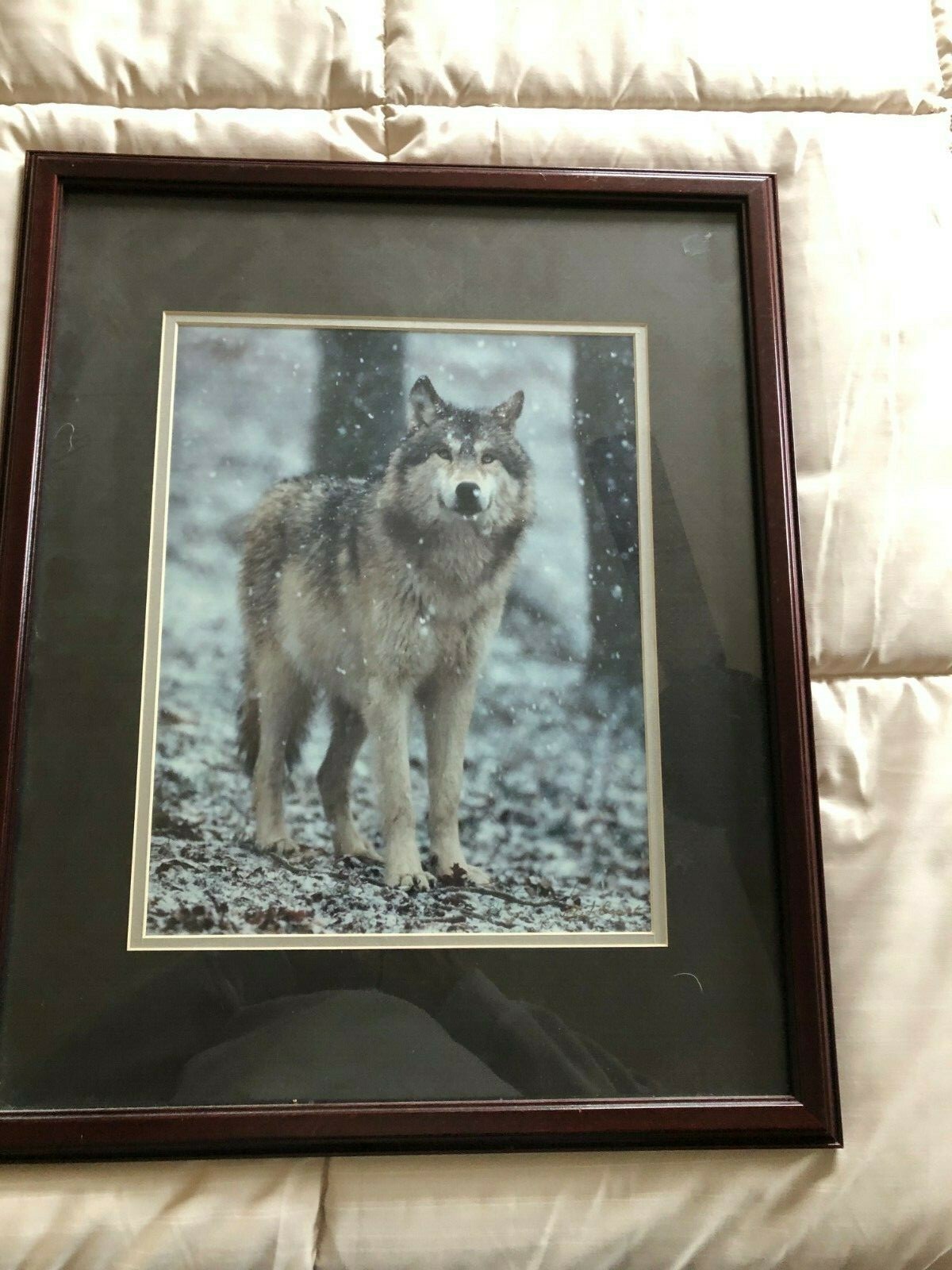 “WOLF EARLY WINTER SNOW” OPEN EDITION FRAMED PHOTOGRAPH BY CHET DOWELL