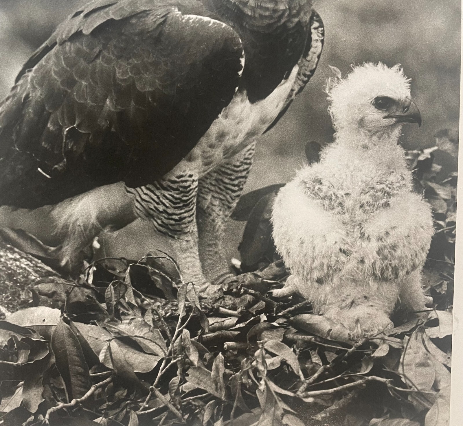 Rare 1975 ‘Harpy EAGLE Mother & Baby Fledgling’ in Nest NEIL RETTIG Photograph