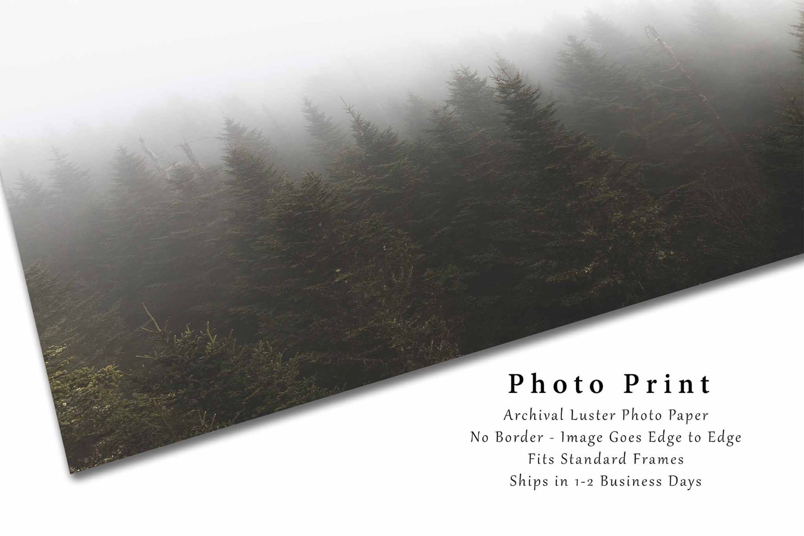 Forest Photography Print: Tennessee Great Smoky Mountains Clingmans Dome Photo