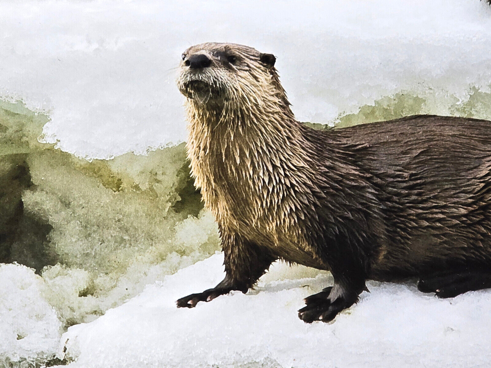 Signed Matted & Framed Award Winning Photograph by Mike Robinson, Romp of Otters