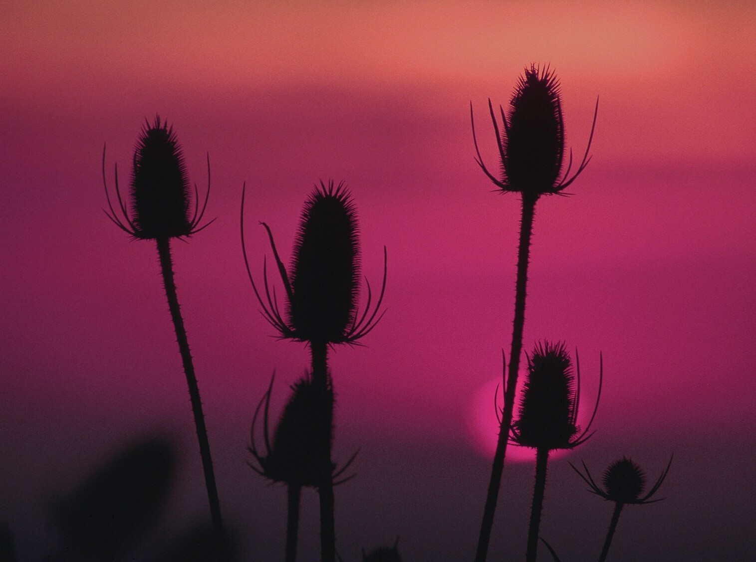 Photographs printed as 18″x24″ gallery-wrap canvases, 1.5″ deep bars, $150