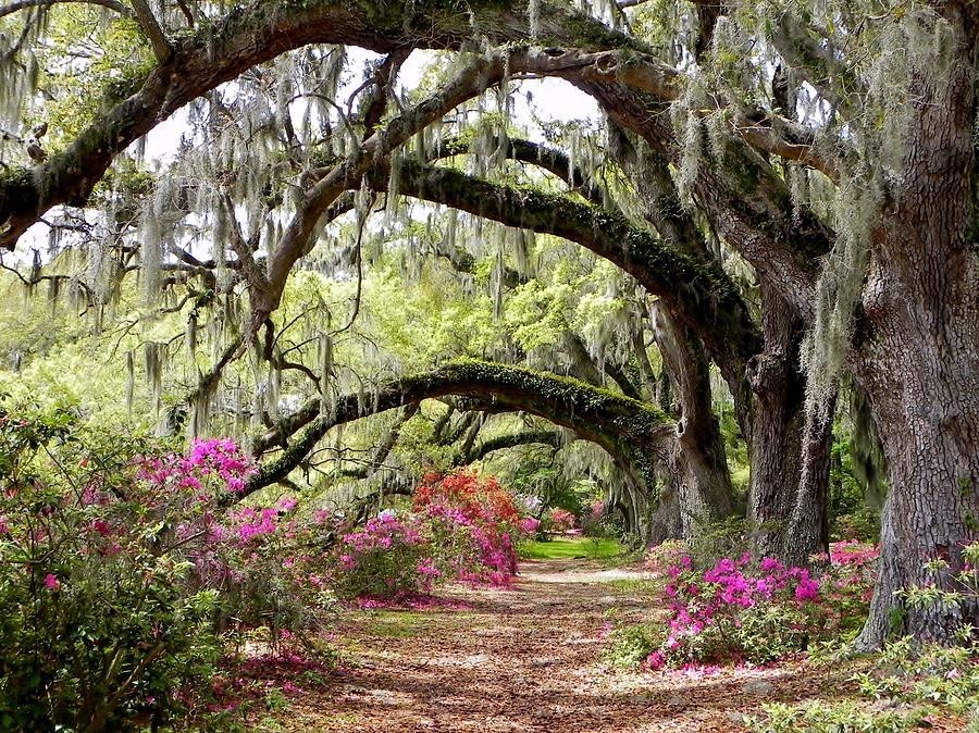 Magnolia Plantation Azaleas and Oaks Color 11 X 14 Matted New