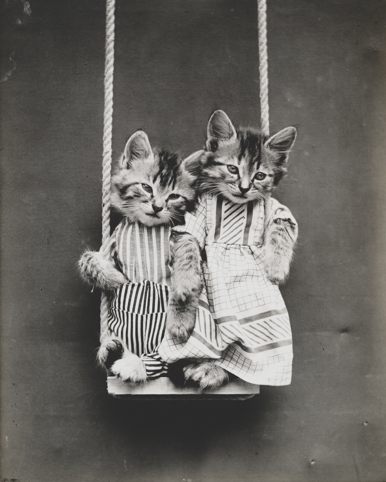 cat kitten kitty art print Harry Whittier Frees 8×10 vintage photo picture #11
