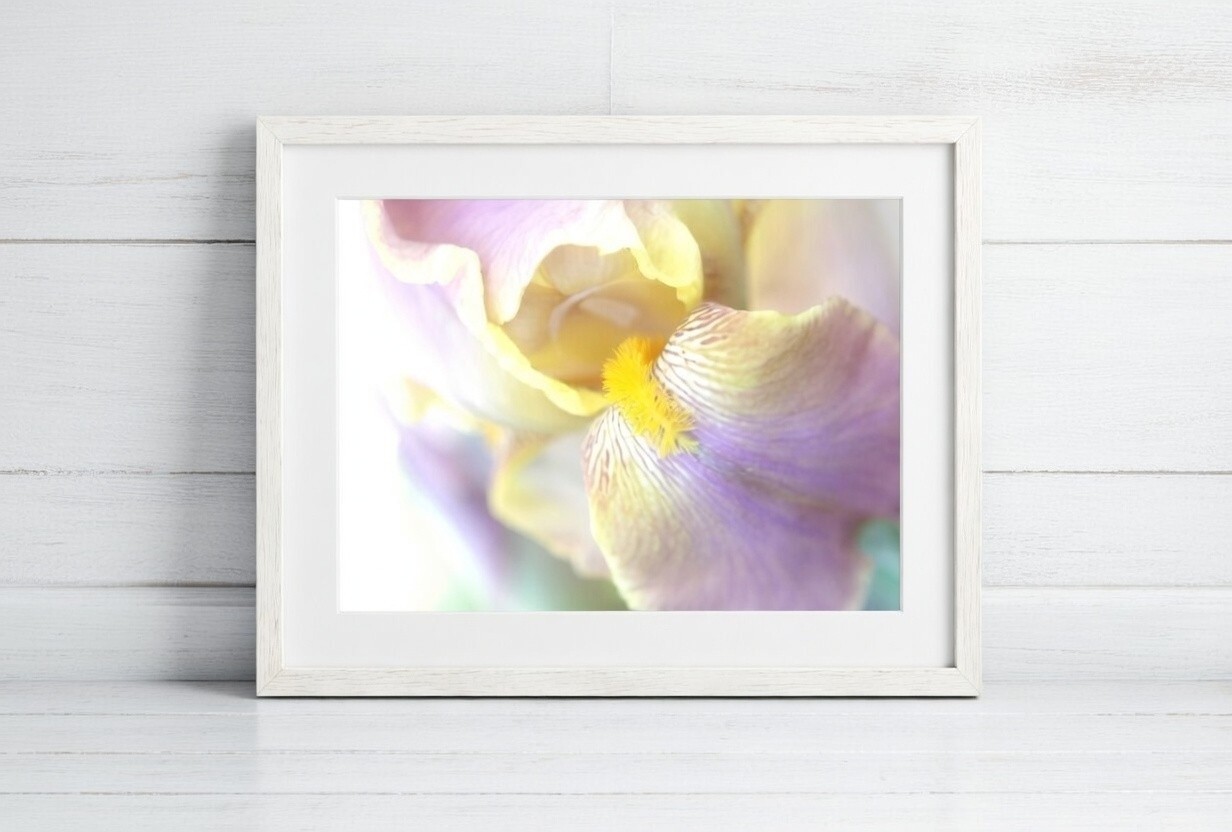 Purple Lavender Iris Petal Flower Macro – Wall Art, Home Decor Photography