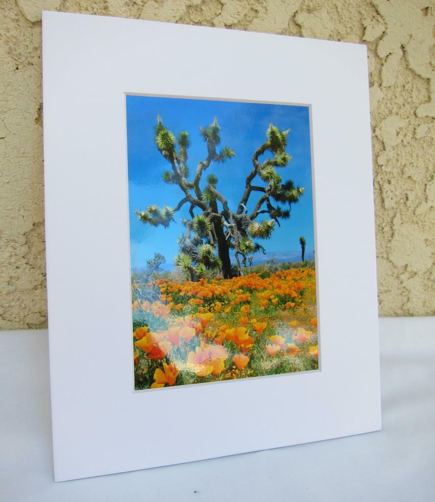 Joshua Tree California Poppies 5×7 Photograph signed Brian Blackwelder – #15