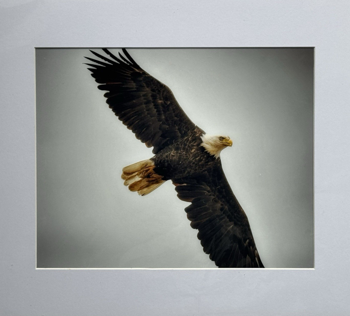 Bald Eagle Wildlife Color Photograph 8 X 10 to Matted Art 11 X 14