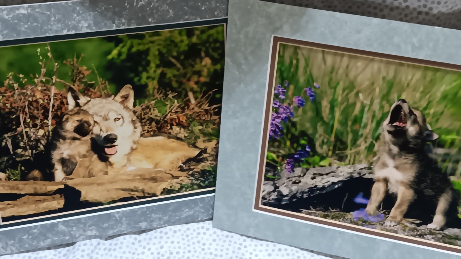 Millcreek Wildlife Reflections Set Photographs Wolves 2 Framed Matte 16.5″x13.5″