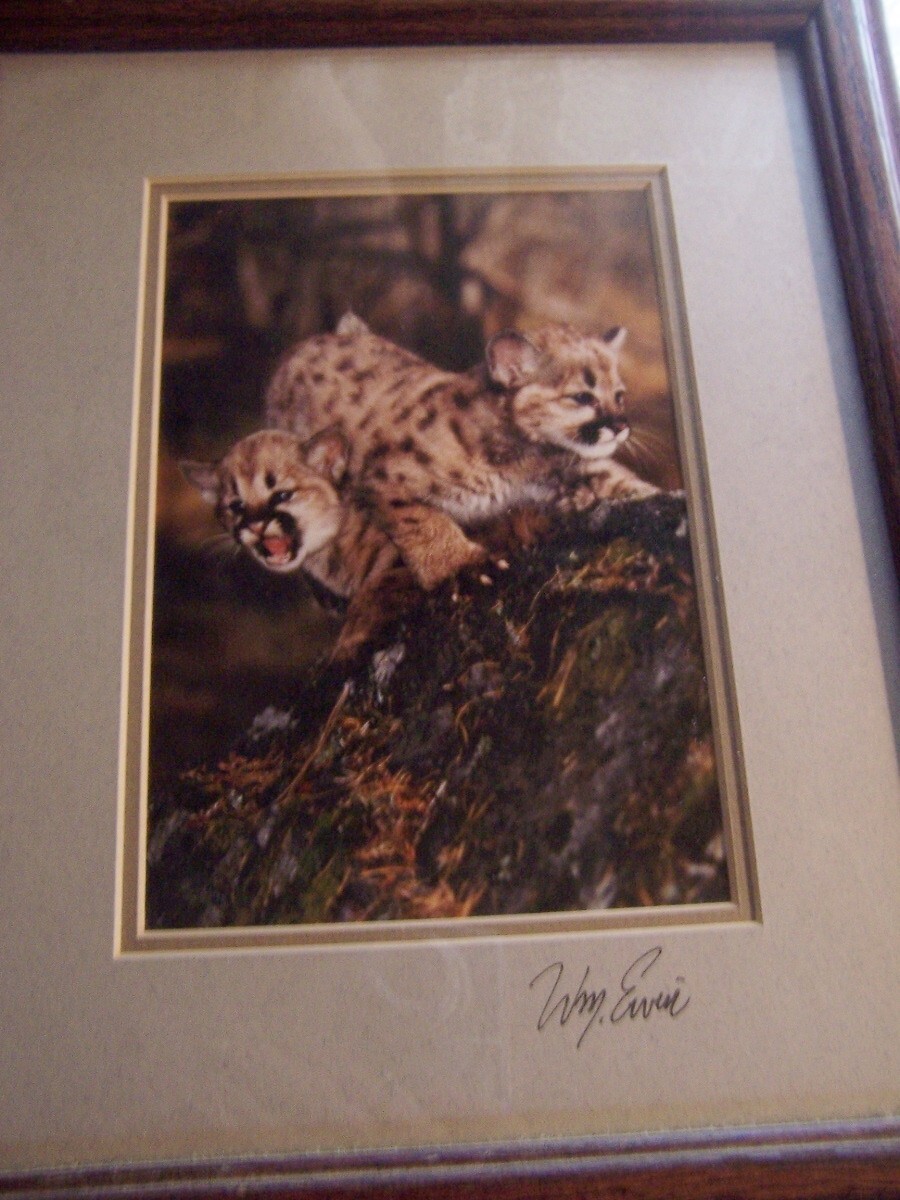 Natural Imagery Photograph by William Ervin signed Cougar kittens Montana