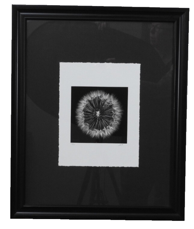 Striking #49 of 100 18.5″x22.5″ B&W Photo Framed Deckle Edge Flower Dandelion