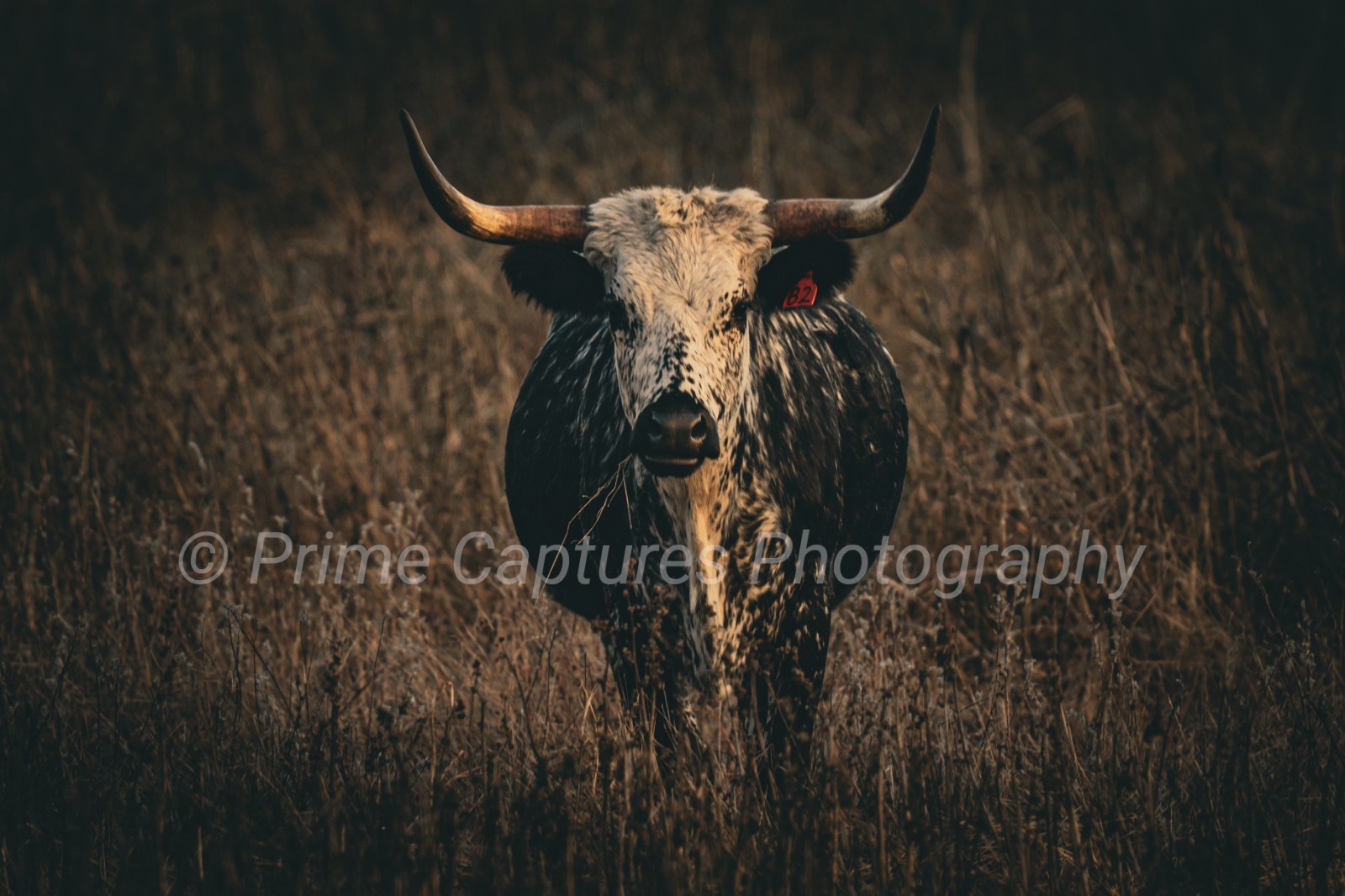 The Stare Of The Steer Photography Print Cattle Rustic Farm Golden Hour