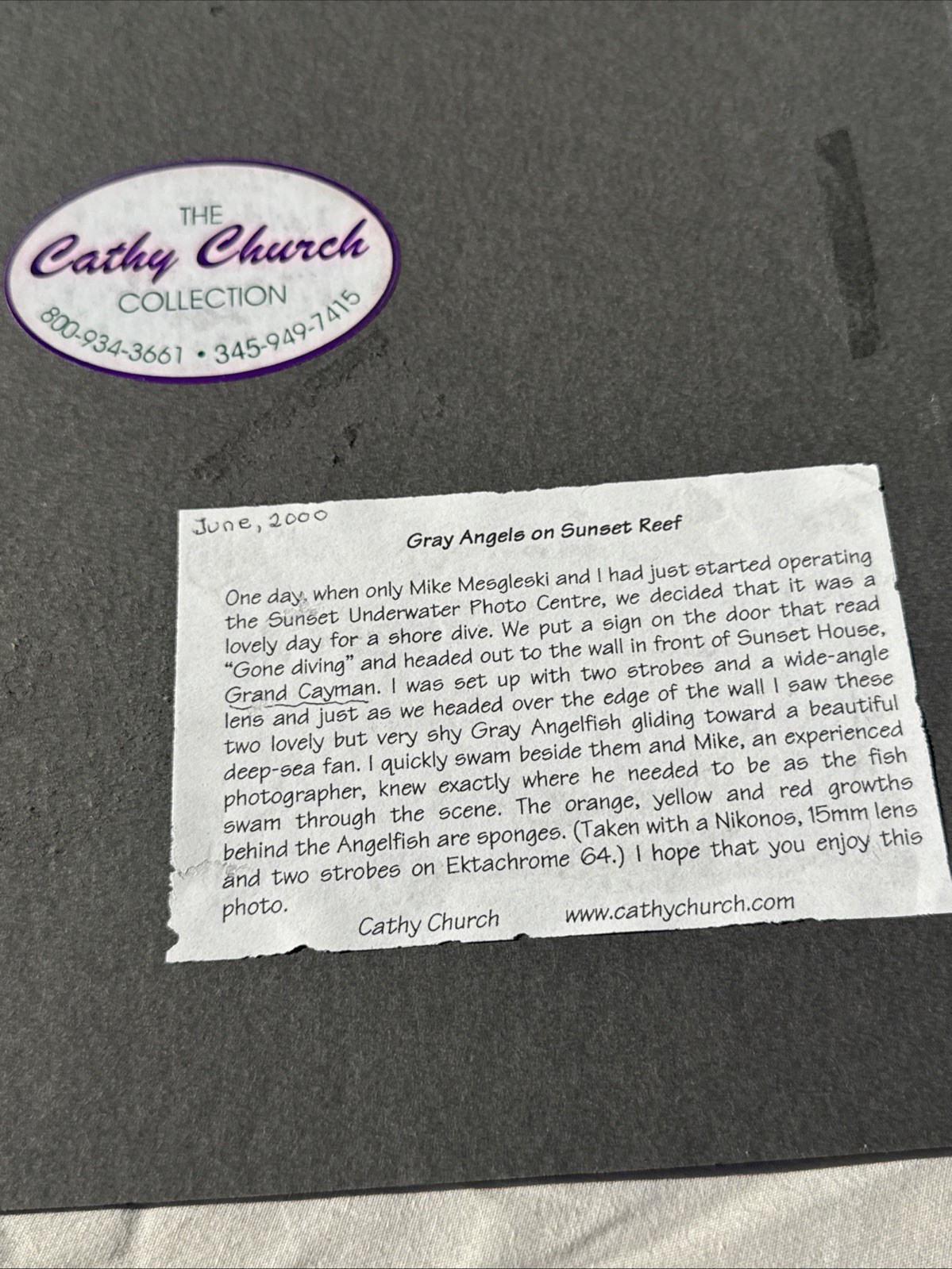 CATHY CHURCH Photograph “Gray Angels on Sunset Reef” 10″x8” Signed on Board