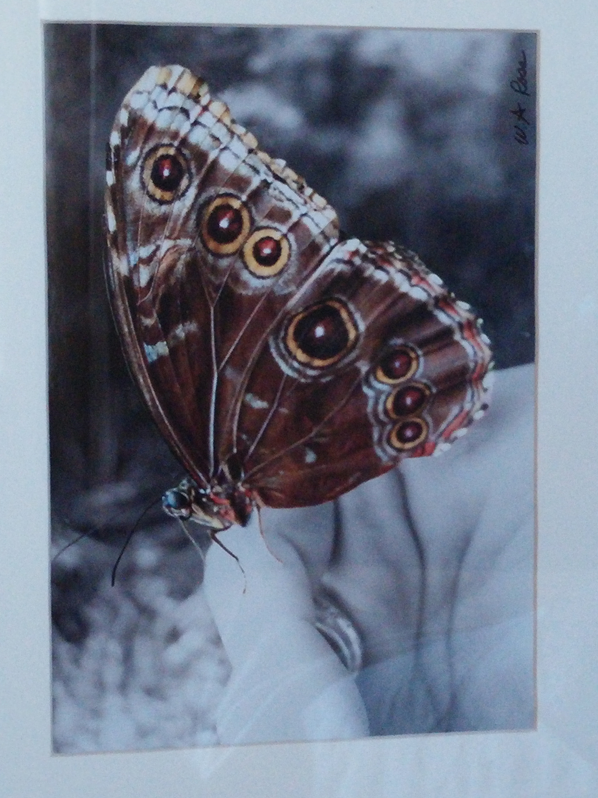 Butterfly Framed, matted & Signed Digitally Enhanced Photo Art – Wendy Ross