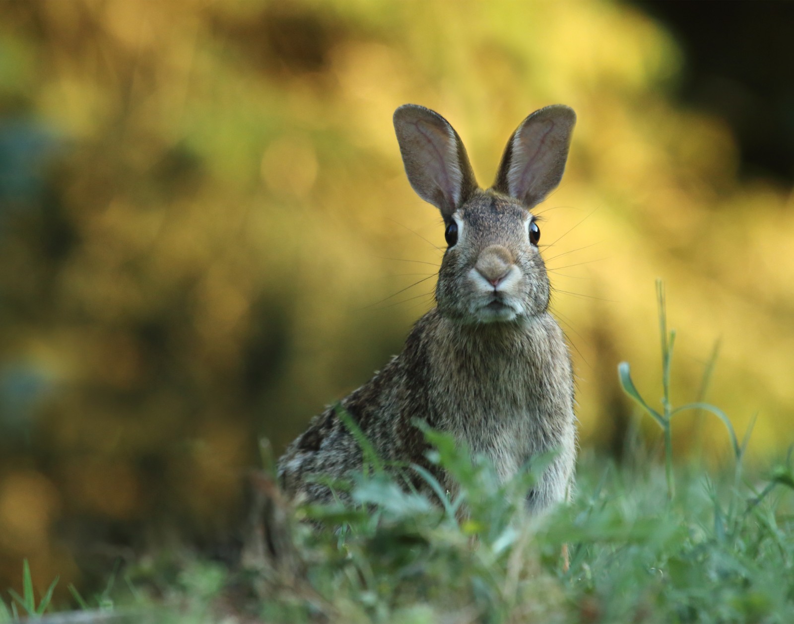 Bunny in a Field Photograph 11×14 Print 11″x14″