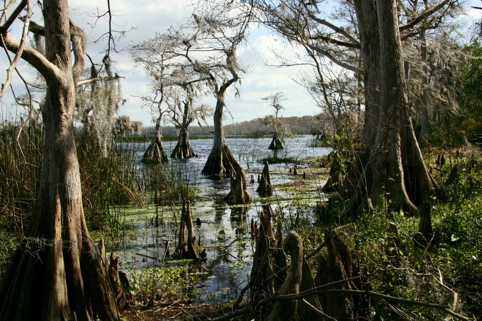 Cypress Trees shore of Florida lake photographic print 11 x 14.