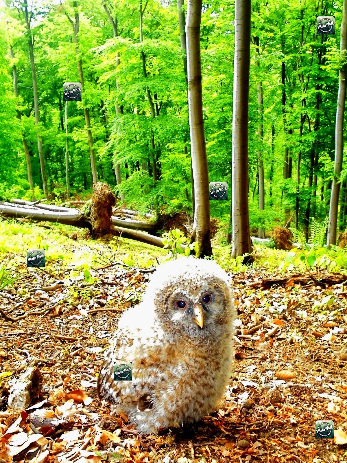 Digital Destkop Art photo virtual gift – e-product – owl nature – forest bird
