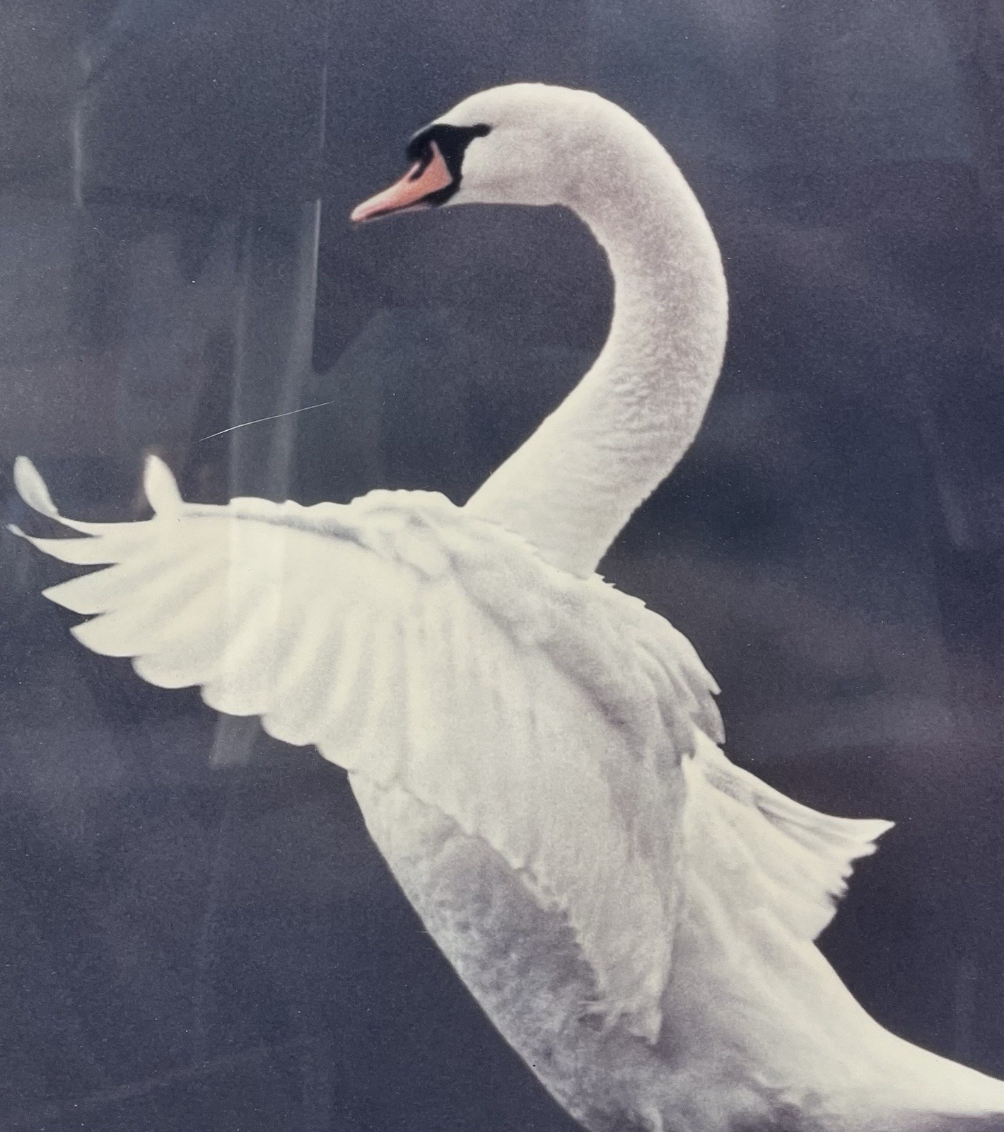 Vintage Mute Swan Fine Art Print Framed Double Matted Wildlife Photography